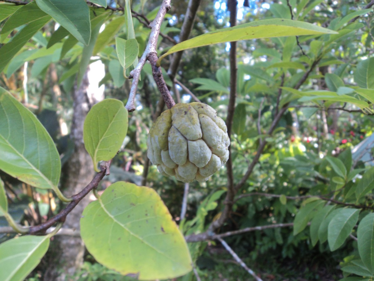 Annona squamosa L.